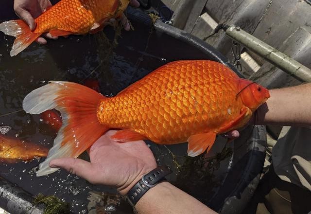 Imagem da noticia Peixinhos dourados abandonados em lagos dos EUA reaparecem gigantes