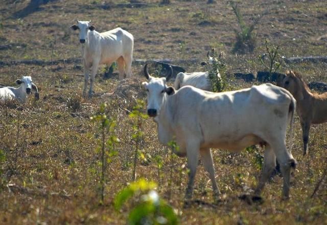 Imagem da noticia Estudo mostra que principal uso do solo brasileiro é com pastagens
