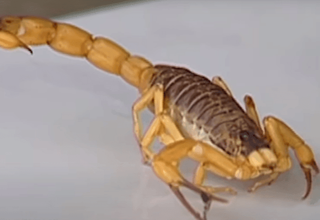 Imagem da noticia Menino de 7 anos morre após ser picado por escorpião em Minas Gerais