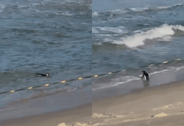 Imagem da noticia Pinguim é visto em praia do Rio; o que fazer se você encontrar o animal perdido