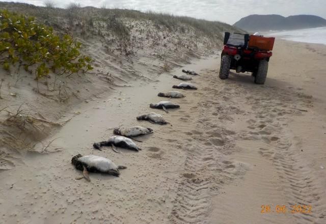 Imagem da noticia Quase 300 pinguins aparecem mortos em praias de Florianópolis