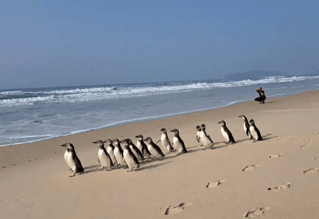 Imagem da noticia VÍDEO: Pinguins reabilitados são soltos em praia de Florianópolis; veja momento
