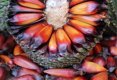 Pinhão: o sabor do inverno no Sul do Brasil Pinhão: o sabor do inverno no Sul do Brasil