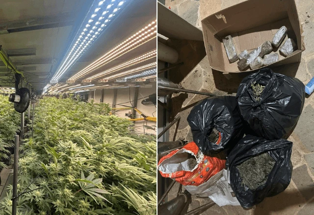 Imagem da noticia SP: Polícia descobre plantação de maconha em prédio na Grande São Paulo