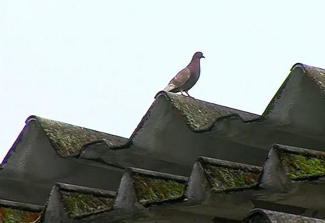 Imagem da noticia Água de escola fica contaminada por pombo em decomposição