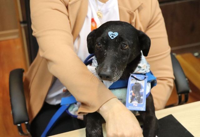 Imagem da noticia Cão adotado vira "assessor" na Câmara de Vereadores em cidade do Rio Grande do Sul