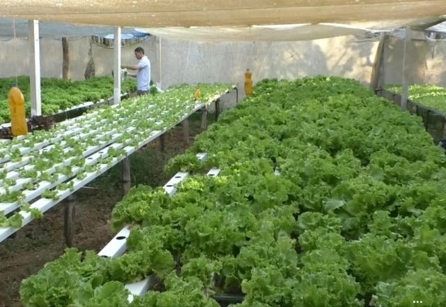 Imagem da noticia Saiba como é feita a hidroponia no Tocantins