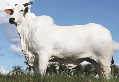 Vaca do Paraná é vendida por maior preço do mundo em leilão: R$ 54 milhões Vaca do Paraná é vendida por maior preço do mundo em leilão: R$ 54 milhões