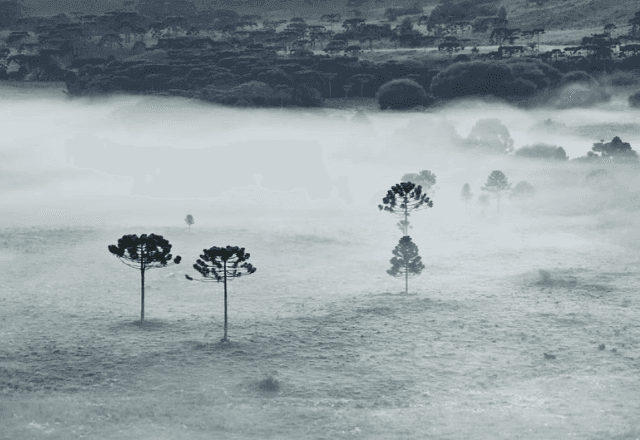 Imagem da noticia Primeira geada do ano é registrada em Santa Catarina; veja imagens