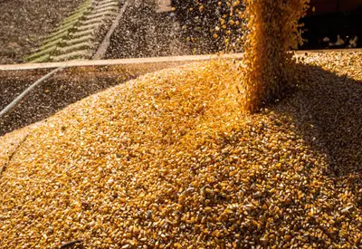 IGP-M sobe em novembro, mas tem queda em 12 meses pela 1ª vez em 1 ano e meio, diz FGV IGP-M sobe em novembro, mas tem queda em 12 meses pela 1ª vez em 1 ano e meio, diz FGV