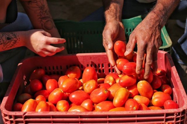 Imagem da noticia Governo anuncia R$ 85,7 bi em ações para a agricultura familiar com incentivo à produção de arroz