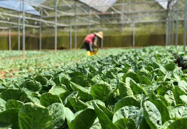 Imagem da noticia Comissão do Senado vota hoje projeto que muda autorização para agrotóxicos