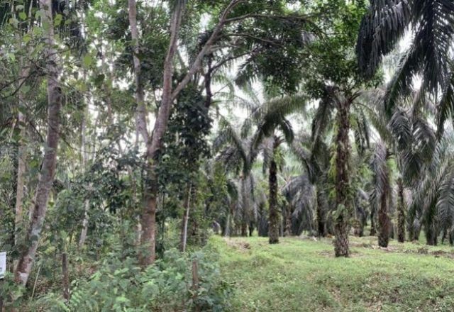 Imagem da noticia 'Ilhas de floresta' podem recuperar a biodiversidade em monoculturas, aponta estudo na Science