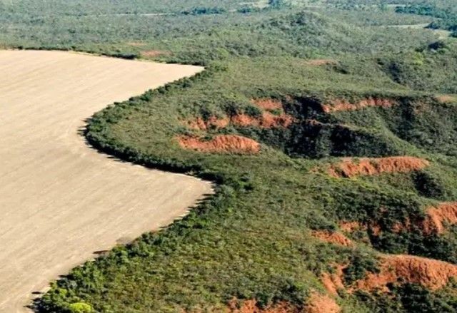 Imagem da noticia Desmatamento no Cerrado: Área perdida em janeiro equivale ao tamanho da cidade de Maceió