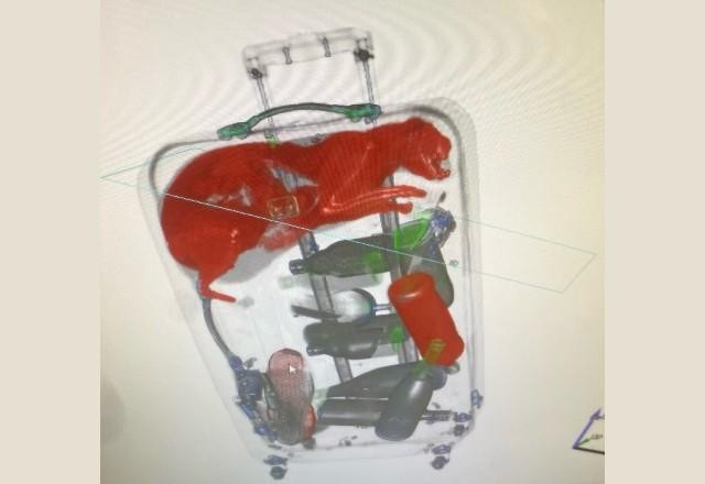 Imagem da noticia Raio-X descobre gato dentro de mala despachada em aeroporto de Nova York