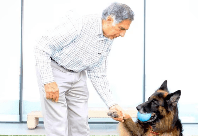 Imagem da noticia Empresário indiano morre e deixa parte da herança para seu cão; o que diz a lei brasileira?