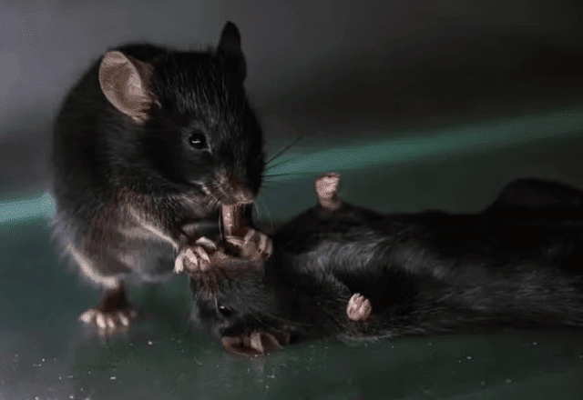 Imagem da noticia VÍDEO: Ratos podem prestar primeiros socorros em companheiros desmaiados, mostra estudo