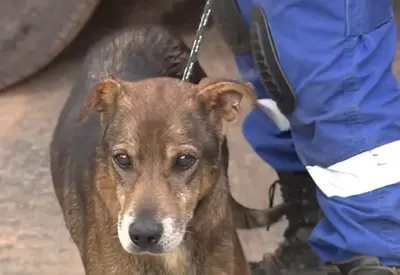 Resgate de pets mobiliza veterinários após deslizamentos em Juiz de Fora (MG) Resgate de pets mobiliza veterinários após deslizamentos em Juiz de Fora (MG)