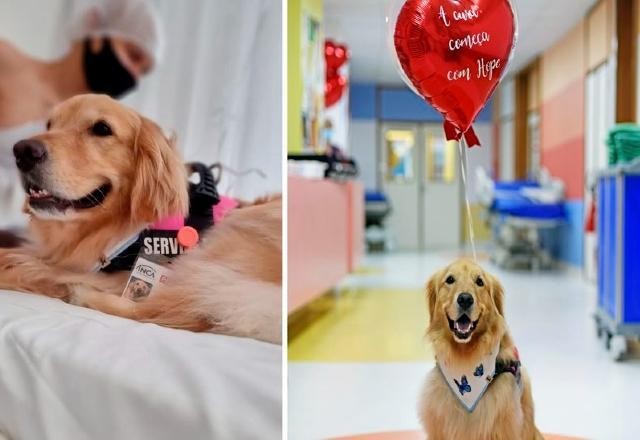 Imagem da noticia Afastada por dois anos, Hope volta a participar da Terapia Assistida do Inca