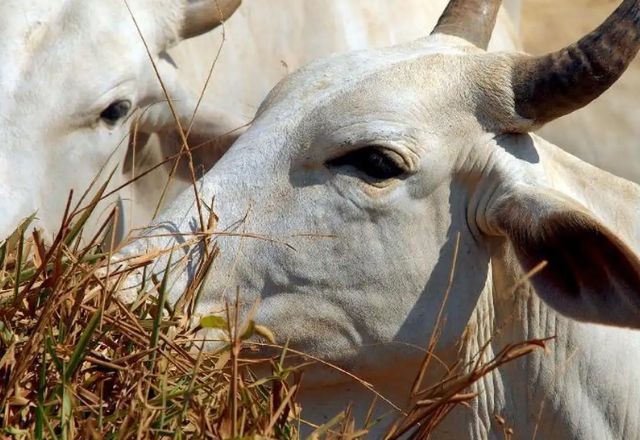 Imagem da noticia Tarifas tornam inviável exportação de carne bovina ao mercado dos EUA, diz Abiec