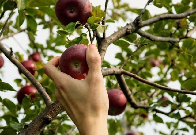 Imagem da noticia A fruta que precisa ficar longe do pé