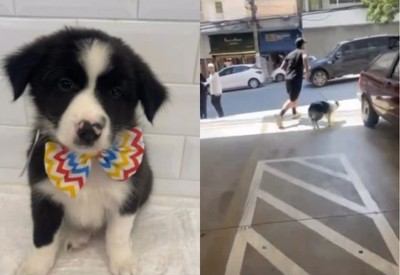 Homem rouba filhote de cachorro de petshop em São Paulo Homem rouba filhote de cachorro de petshop em São Paulo