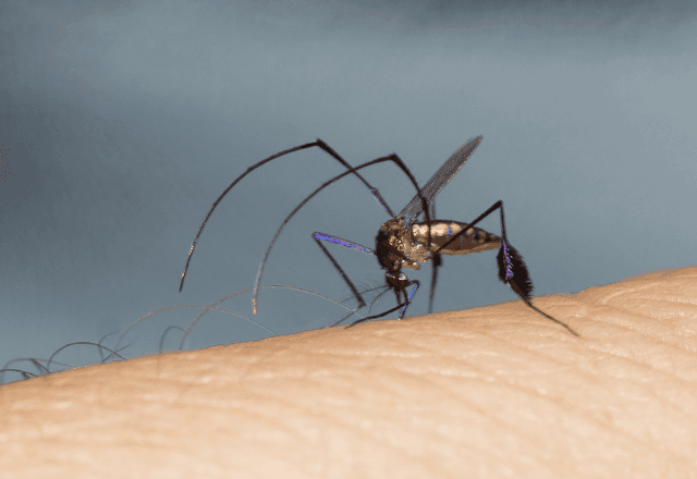 Imagem da noticia Febre Amarela: São Paulo chega a oito mortes pela doença em 2025; como se prevenir?