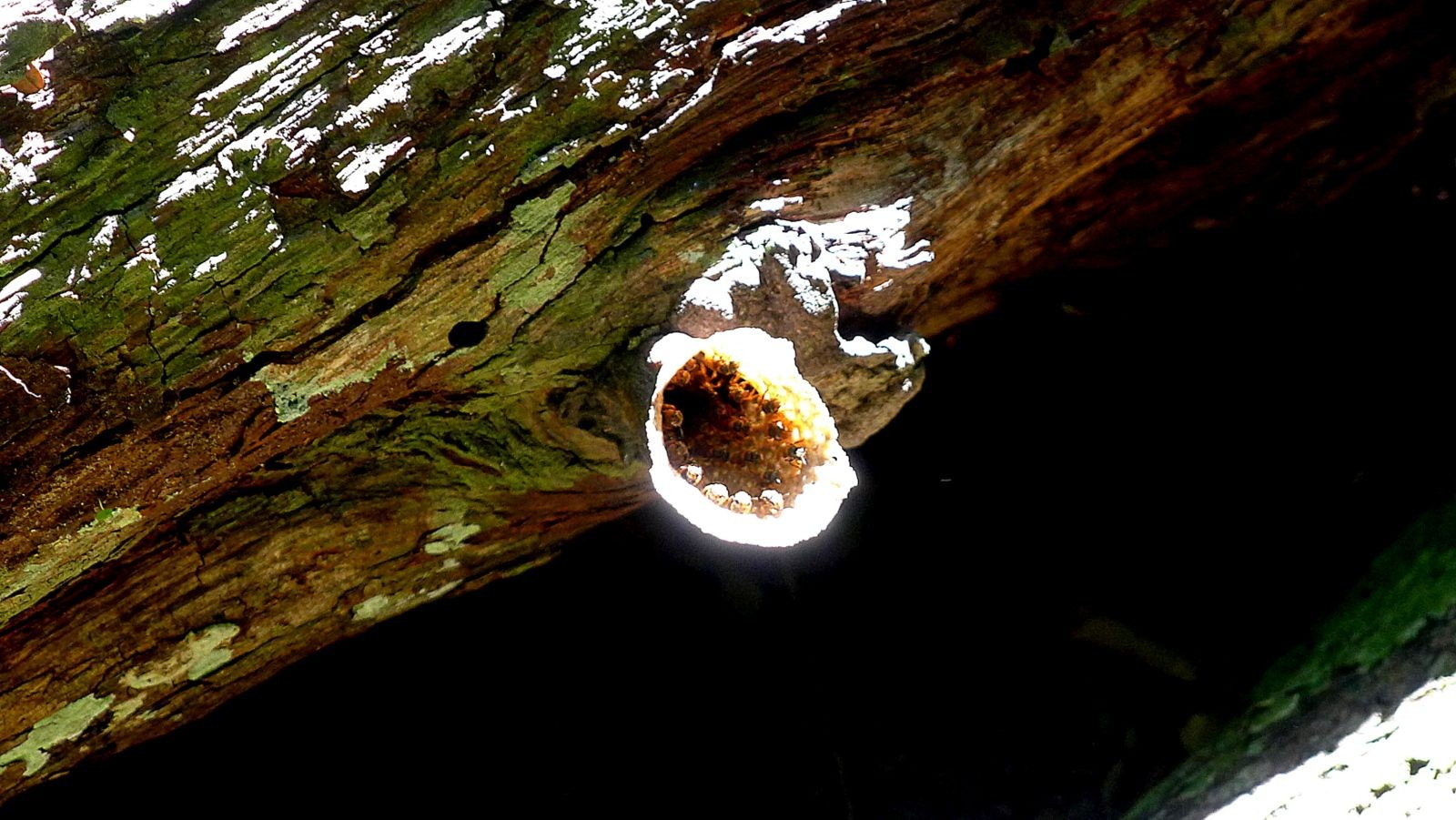 Imagem da noticia Extrato de própolis mostra ação antiviral contra zika e chikungunya