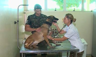 Dia Mundial da Medicina Veterinária: conheça o trabalho dos cães de guerra
