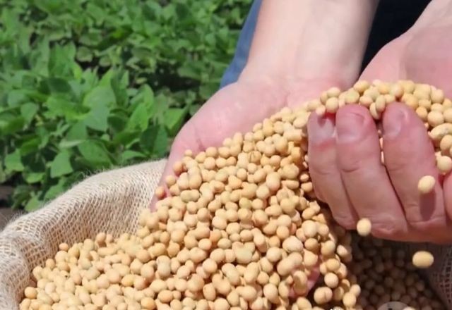Imagem da noticia Mato Grosso impulsiona a economia com o cultivo da soja