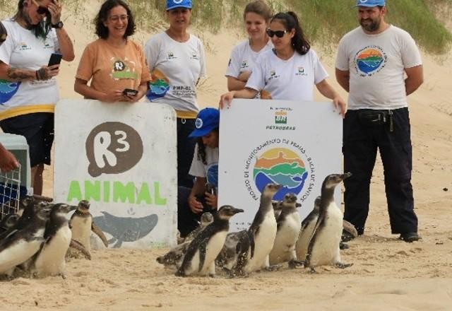 Imagem da noticia Projeto devolve 18 pinguins-de-Magalhães à natureza; veja imagens