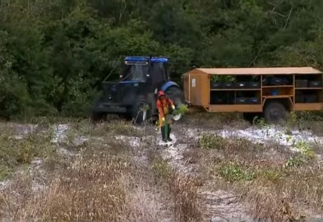 Imagem da noticia 2 milhões de árvores nativas foram replantadas na Amazônia