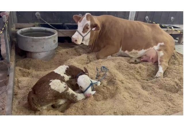 Imagem da noticia Bezerra Evidências nasce no primeiro dia de Expointer