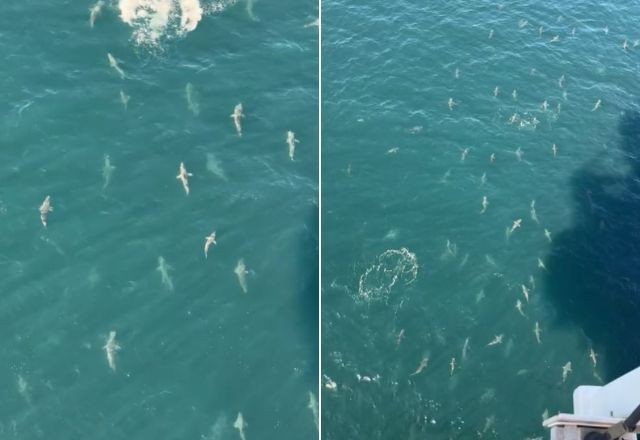 Homem flagra cardume de mais de 100 tubarões e vídeo impressiona