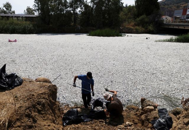 Imagem da noticia Cem toneladas de peixes mortos aparecem em orla de cidade na Grécia