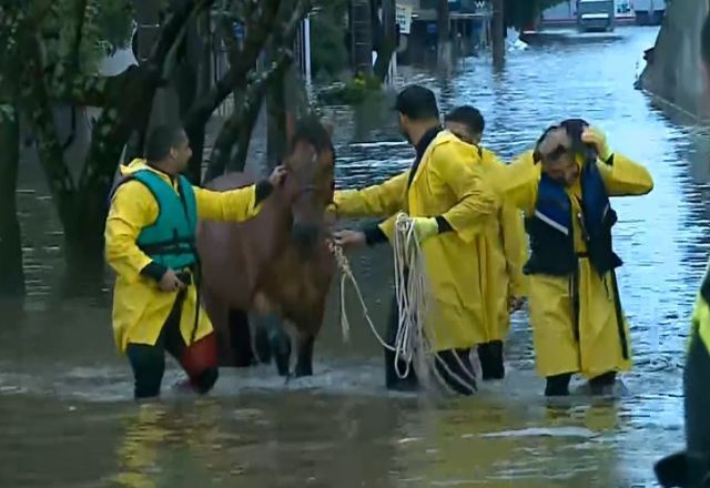 Imagem da noticia Especialista explica traumas que desastre no RS provoca nos animais