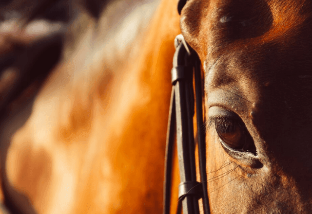 Imagem da noticia Tratamento para cavalos cegos pode levar à cura da cegueira humana, diz estudo