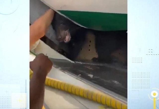 Imagem da noticia Susto: urso escapa de jaula momentos antes de avião decolar