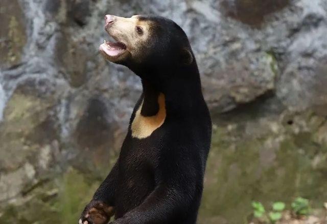 Imagem da noticia Zoológico na China nega que urso seja humano fantasiado