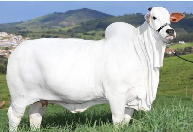 Imagem da noticia A vaca de milhões! Mais especificamente: R$ 7,98 mi