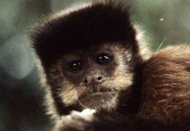 Imagem da noticia Casos de varíola do macaco são detectados na Europa e América do Norte