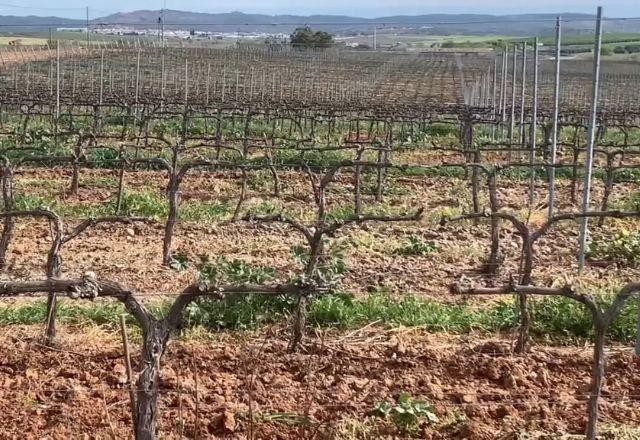 Imagem da noticia Vinhos de Talha do Alentejo produzidos à moda romana