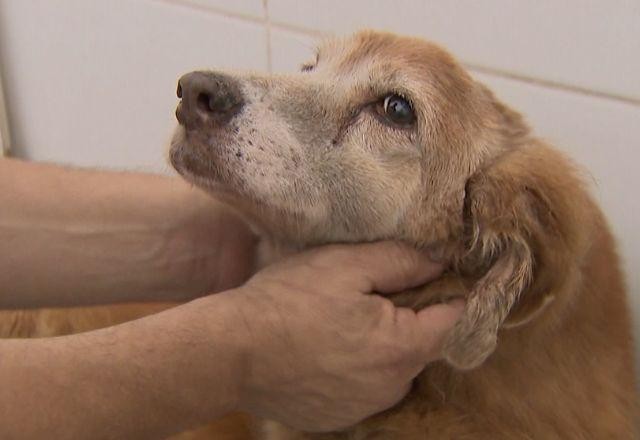 Imagem da noticia Violência contra animais tem maior alta em 10 anos