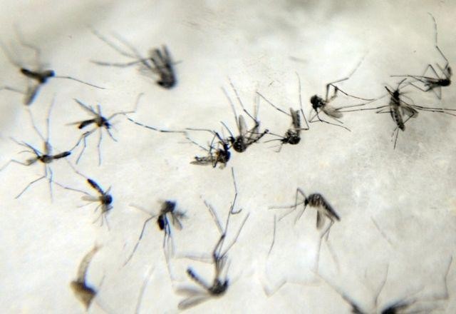 Imagem da noticia Maior atenção à covid contribuiu para aumento de casos de dengue