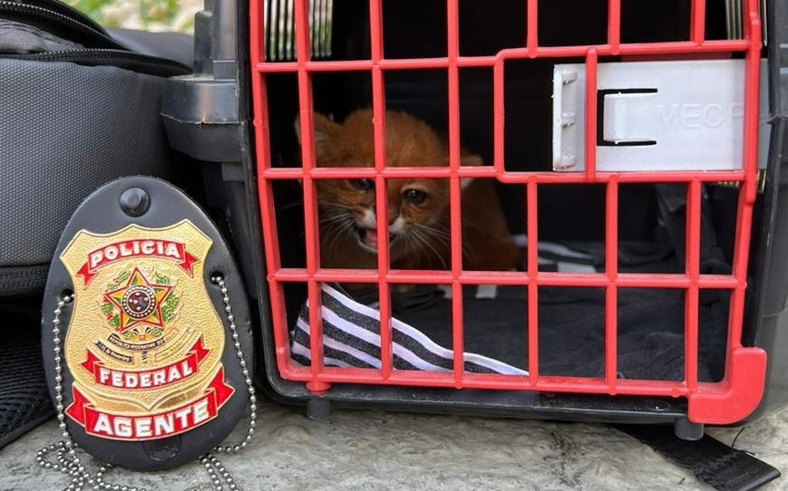 Imagem da noticia PF prende 4 pessoas que vendiam ilegalmente animais silvestres