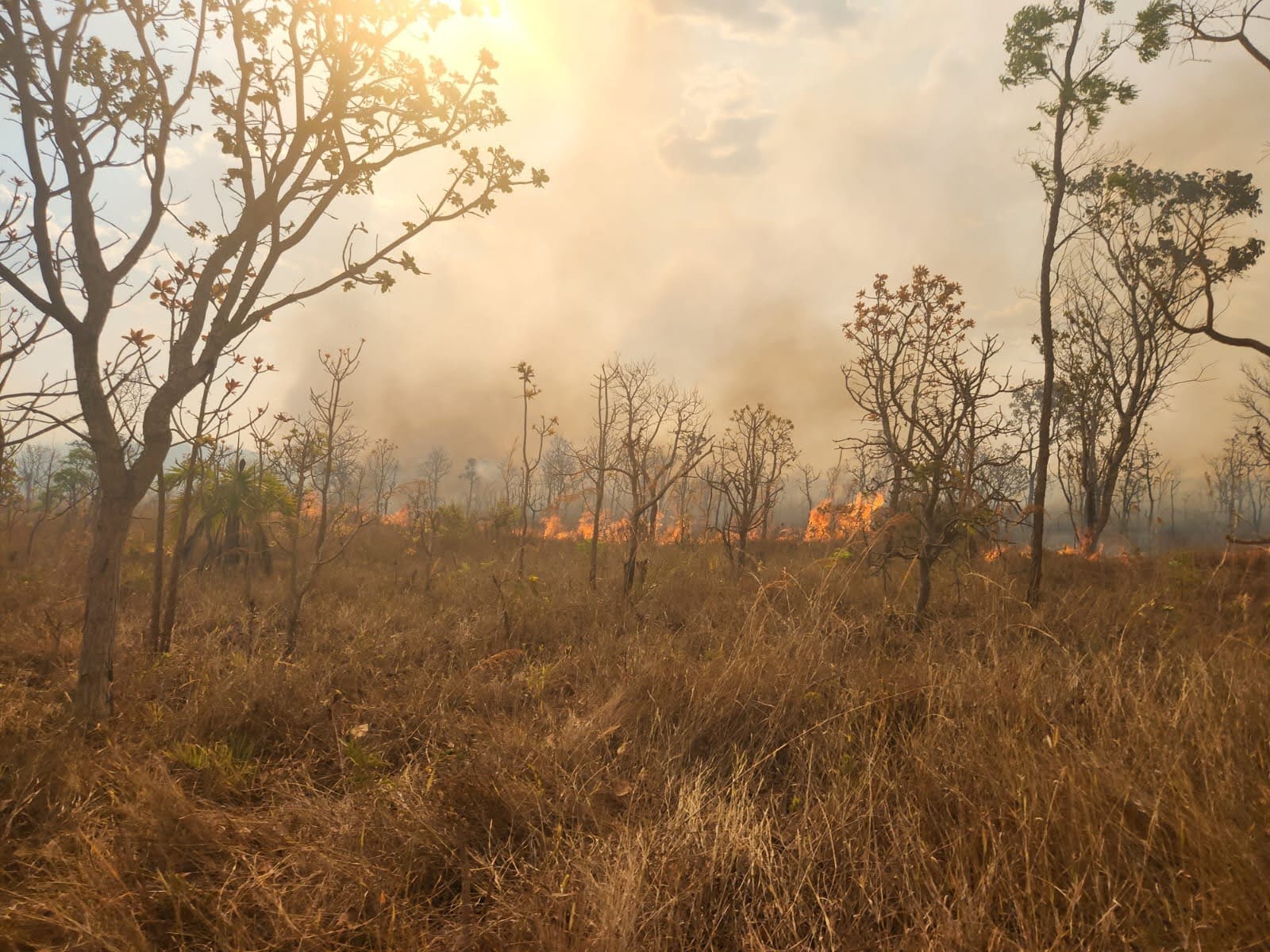 Imagem da noticia Filhote de anta morre dois dias após ser resgatada no Parque Nacional de Brasília