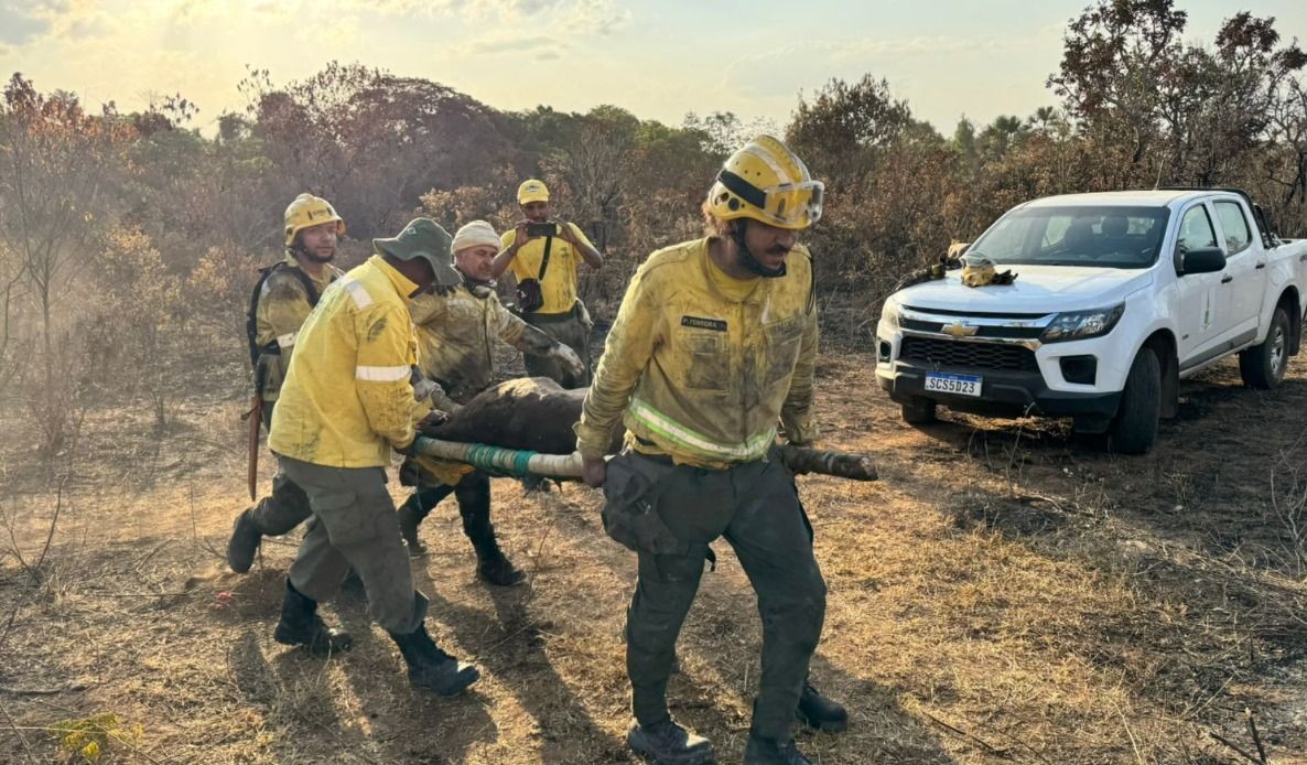 Imagem da noticia Duas antas são resgatadas em incêndio no Parque Nacional de Brasília