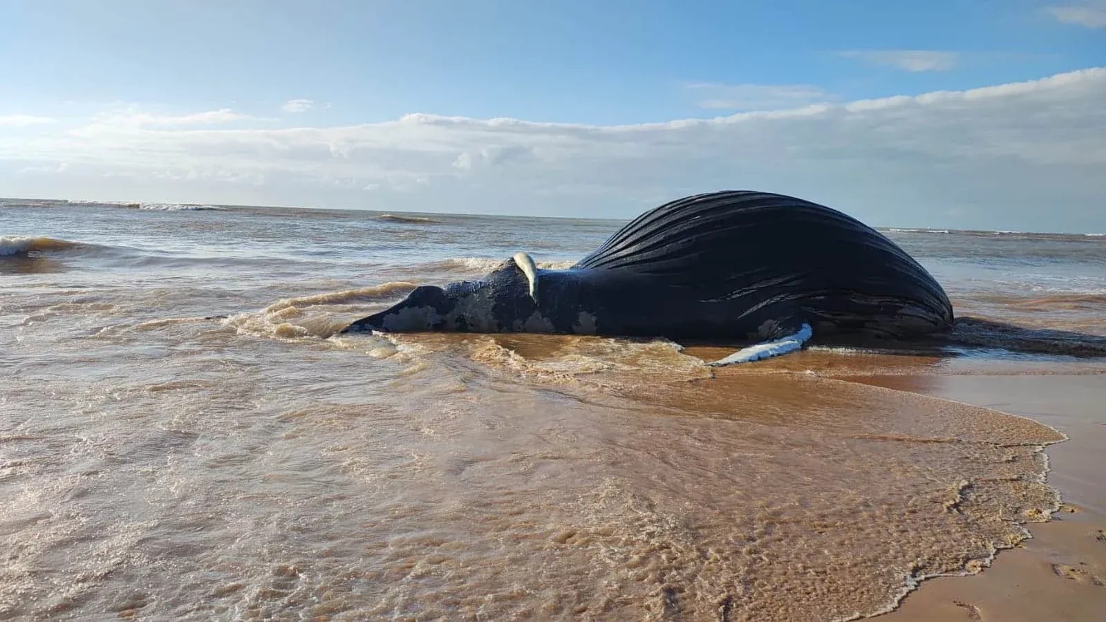 Imagem da noticia Baleia jubarte aparece morta em praia do litoral do Espírito Santo
