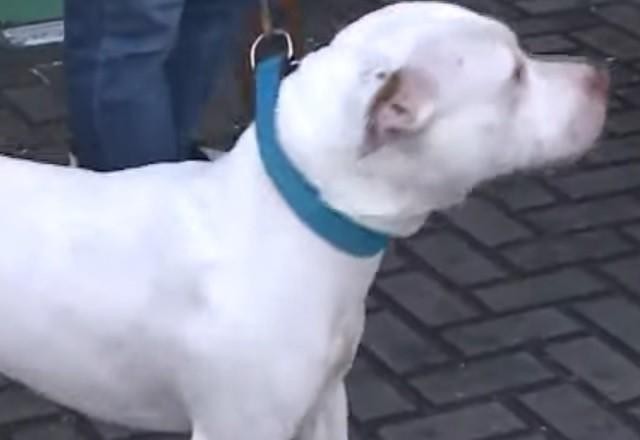 Imagem da noticia Polícia apreende pitbull que atacou cabra, jumento e cão