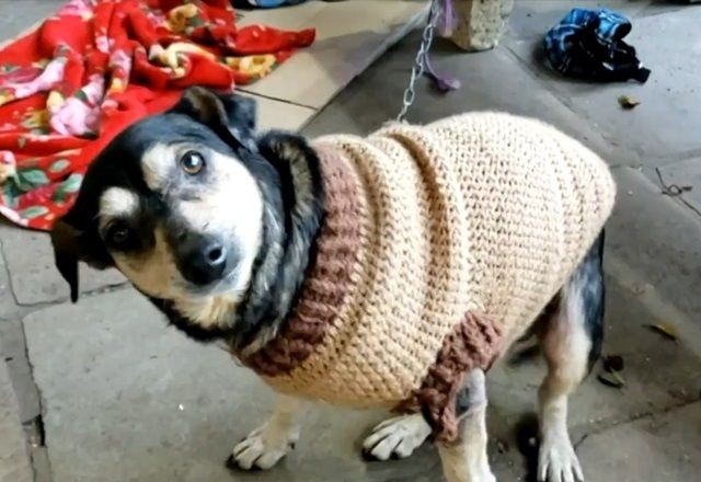 Imagem da noticia RS: Adaptação de animais resgatados da enchente exige cuidados